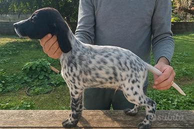 Cucciolo di setter inglese