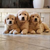 Cuccioli di Golden Retriever - All. Marina Lab