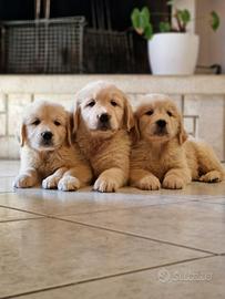 Cuccioli di Golden Retriever - All. Marina Lab