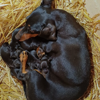 Cuccioli bassotto nano neri focato
