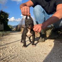 Cuccioli di pitbull
