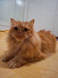 Gatta siberiana di 5 anni