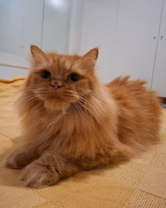 Gatta siberiana di 5 anni