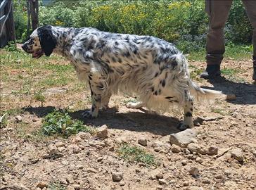 Setter inglese