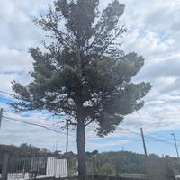 Legna di pino da tagliare 