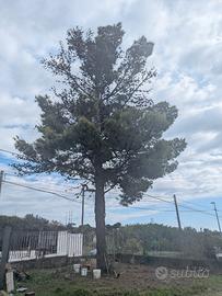 Legna di pino da tagliare 