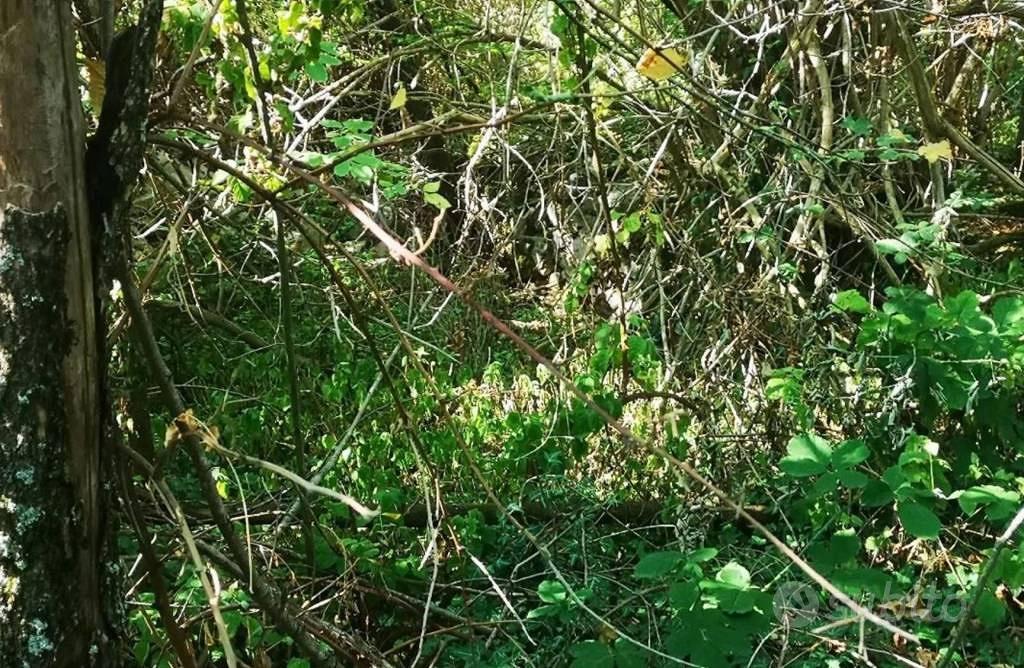 Immobile in asta di 1124 m² a Cercemaggiore - Vista 2