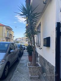 Palma con vaso