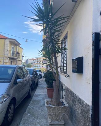 Palma con vaso