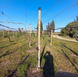 Pali per in cemento ver. vigneto  o frutteto