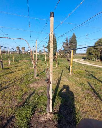 Pali per in cemento ver. vigneto  o frutteto