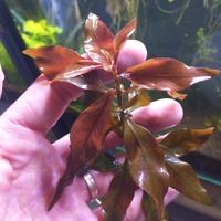 kit mix 17 piante acquario 