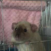 ? Cuccioli di ratto domestico disponibili