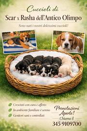 Beagle con pedegree disponibili