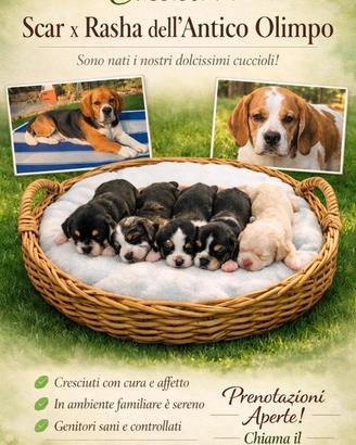 Beagle con pedegree disponibili