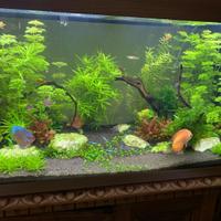 Acquario Juwel Rio 180+pompa+riscaldatore+extra