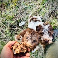 Addestramento cani da tartufo
