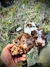 Addestramento cani da tartufo