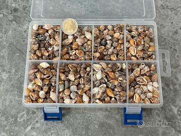 Kit decorazioni del mare