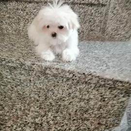 CUCCIOLI DI RAZZA MALTESE CON PEDIGREE ENCI