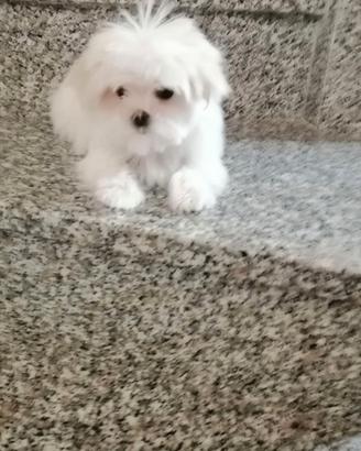 CUCCIOLI DI RAZZA MALTESE CON PEDIGREE ENCI