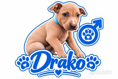 Cucciolo Pitbull