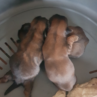 Tre sorelline Shih tzu imperiali