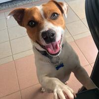 Jack Russell per monta