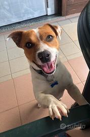 Jack Russell per monta