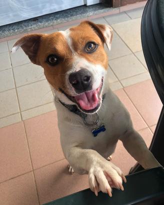 Jack Russell per monta