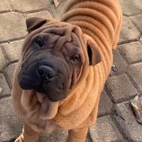 Shar pei