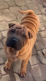 Shar pei
