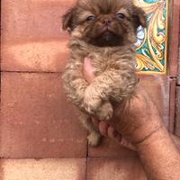Chihuahua orsacchiotti maschietti