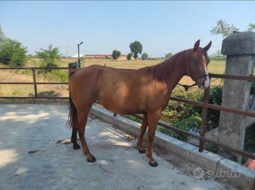 Disponibile puledrona