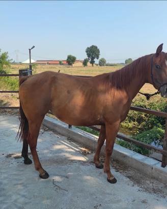 Disponibile puledrona