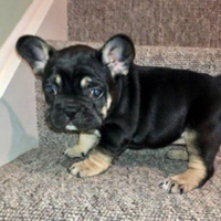 Bulldog francese