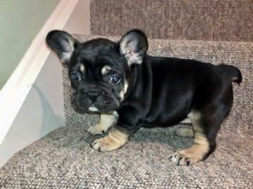 Bulldog francese