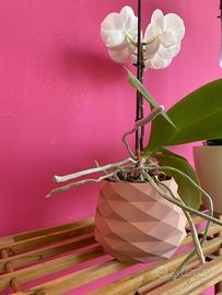 Vasi moderni per orchidee / piante 