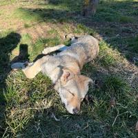Cucciolo femmina cane lupo cecoslovacco