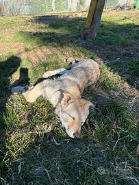 Cucciolo femmina cane lupo cecoslovacco