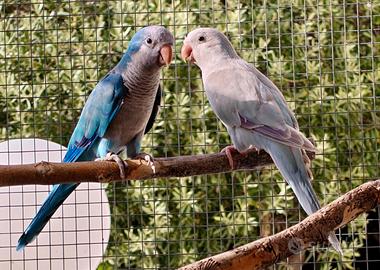 Coppia Parrocchetto Monaco Blù x Pallid blu