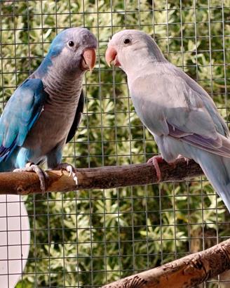 Coppia Parrocchetto Monaco Blù x Pallid blu