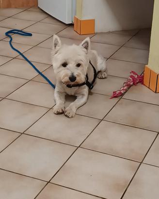 Westie