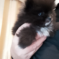 Volpini Pomerania Spitz nani con pedigree