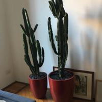 Vasi grandi da interno