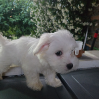 Cucciolata casalinga