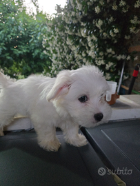 Cucciolata casalinga