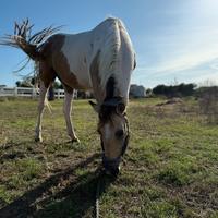 Cavalla paint horse 7anni