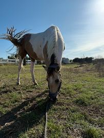 Cavalla paint horse 7anni