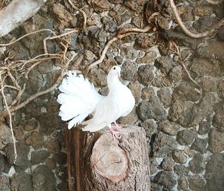 Colombe bianche